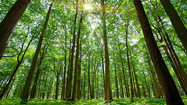 For Intrepid Oil and Gas Companies, Decarbonization Could Create Electrifying Opportunities 2 For Intrepid Oil and Gas Companies, Decarbonization Could Create Electrifying Opportunities