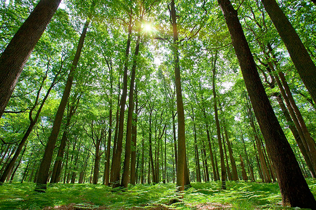 For Intrepid Oil and Gas Companies, Decarbonization Could Create Electrifying Opportunities 1 For Intrepid Oil and Gas Companies, Decarbonization Could Create Electrifying Opportunities
