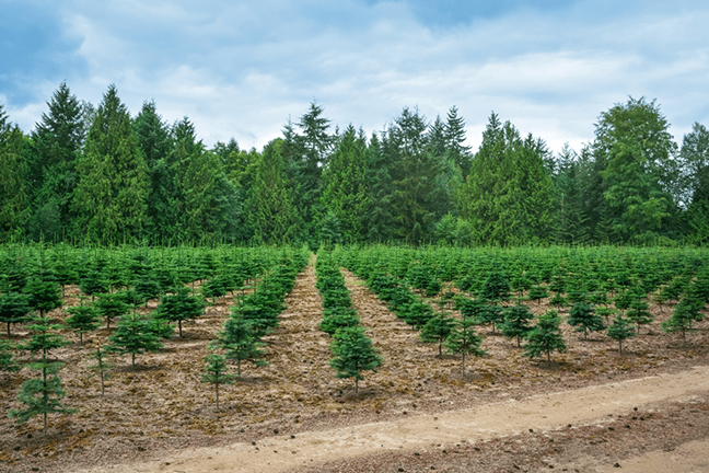 Saving Humanity with Trees and Natural Gas 1 Saving Humanity with Trees and Natural Gas
