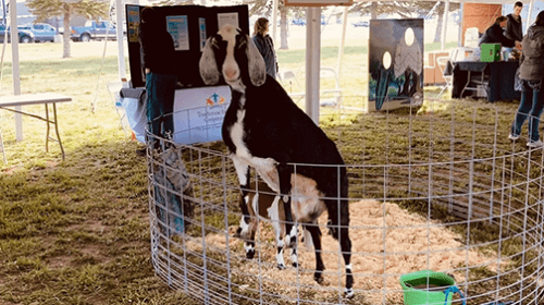 The renegade goat who got away, only to be caught.