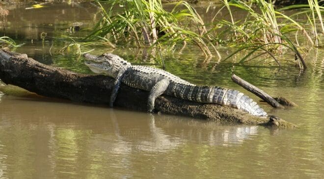 Grow Louisiana Coalition Sheds Light on Frivolous Lawsuits Made Against the Energy Industry