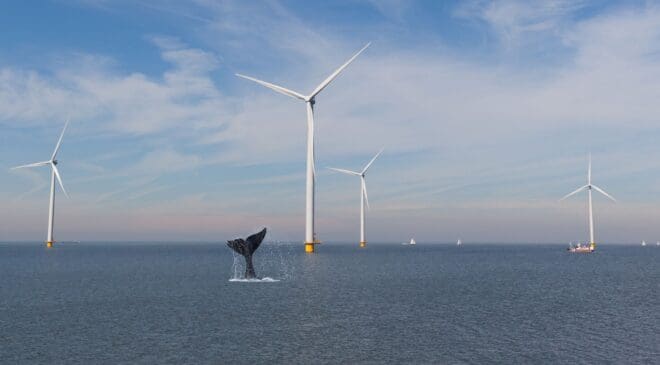 Whales start acting oddly — A turbine-linked phenomenon spreads across key coasts 4 Whales are reacting oddly to wind turbines