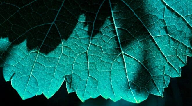 It's Swiss perfection — Hybrid solar leaves produce hydrogen steam while absorbing sunlight 13 Hybrid solar leaves produce hydrogen steam