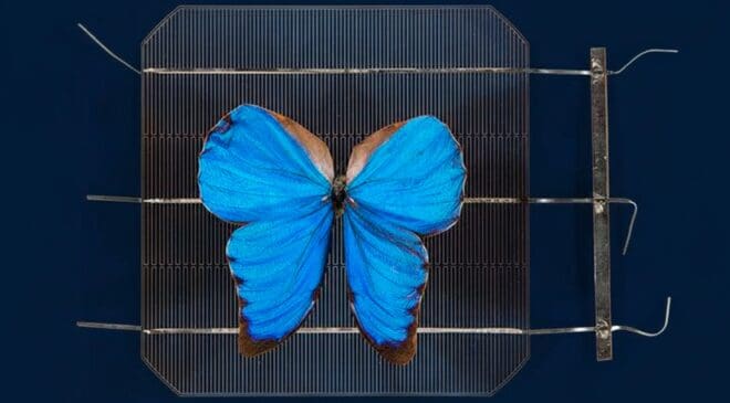Australia proves solar panels are a waste of time — Flying butterflies will power the future 8 Flying butterflies will power the future