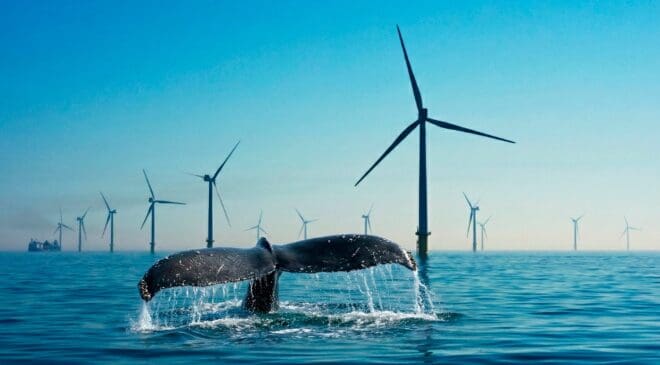 Not as clean as we thought — Whales begin reacting to wind turbines and producing a "bizarre mass movement" 29 Whales reacting to wind farms