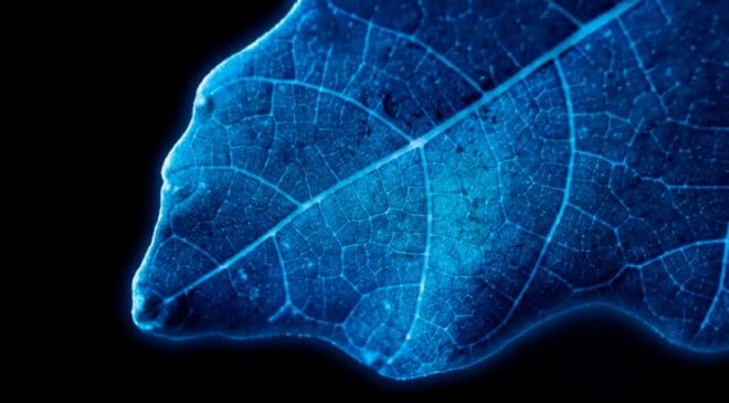 Swiss experts succeed in producing hydrogen through photosynthesis — The result is beyond all known sources of energy 19 hydrogen production based on the photosynthesis of a leaf