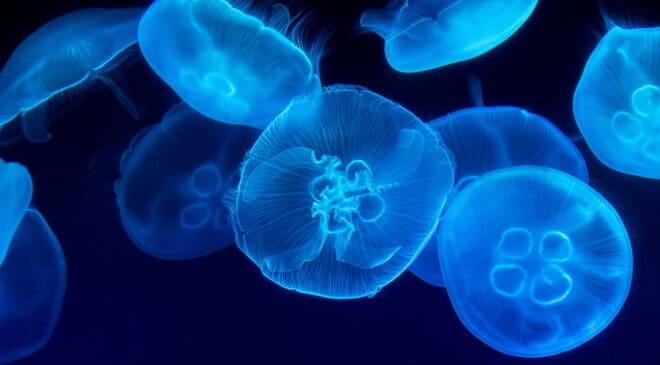 Inspired by jellyfish — Researchers develop "living" solar cells powered by a phenomenon deciphered 64 years ago 9 Inspired by jellyfish Sweden "living" solar cells