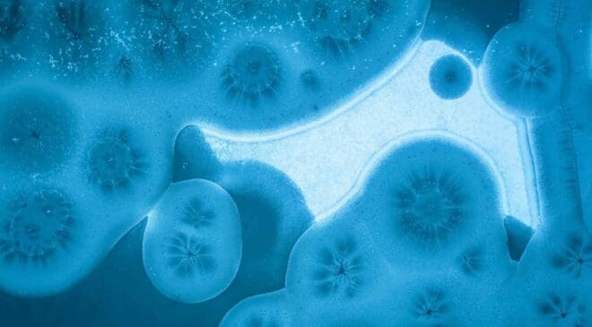 Gut bacteria may hold the key to understand how human brain works 50 primate gut bacteria