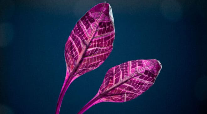 "It's alive and produces energy" — Finland is testing solar leaves to mimic photosynthesis just to prove we don't need panels anymore 41 two solar leaves