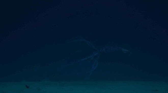 Lost in the depths since the 12th century — Real Kraken is filmed alive in the South Atlantic Ocean 40 real Kraken squid in South Atlantic Ocean