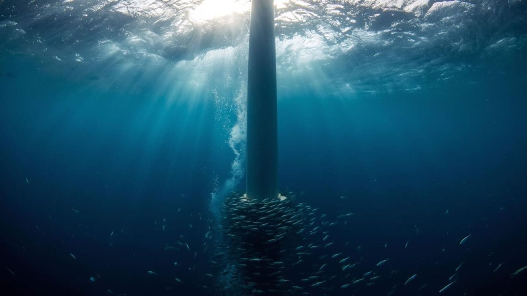 Wind turbines were built for energy — yet under the sea, they’re producing something no one predicted 1 wind turbine under sea