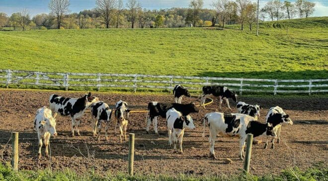 California startup tried to produce energy with... cows — The result proves we're wasting our time searching for oil in Venezuela 37 a herd of cows in a pen