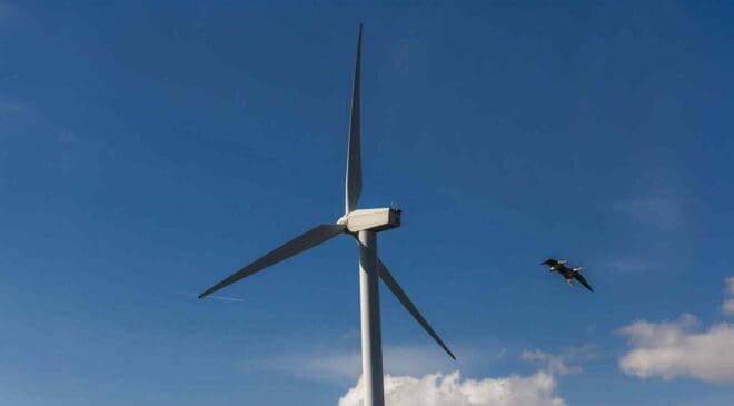 We were told wind turbines kill birds on impact — Now a study reveals a very different threat affecting over a million each year 35 bird flying near wind turbine