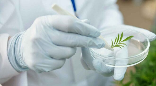 Scientists discover a new way to turn light into energy — It emerged from weird experiments with plants 16 Scientist experimenting with plant