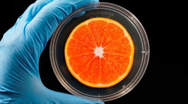Scientists were looking beyond solar power until they found a way to generate electricity from something as ordinary as oranges 32 scientist holding encased orange slice
