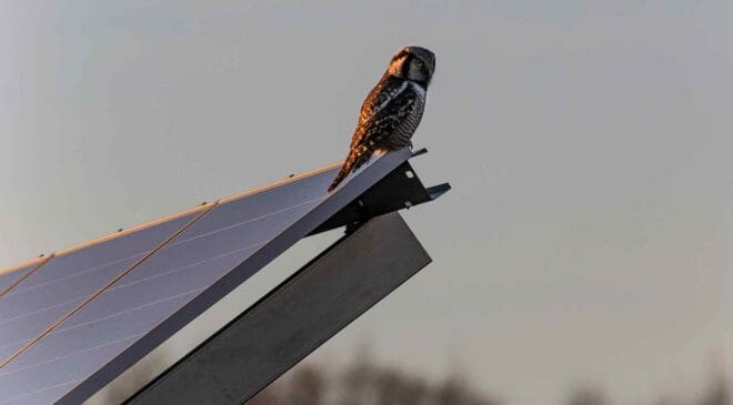 India built a solar plant expecting clean energy until it began attracting flocks of birds and quietly turning into a feeding ground for predators 44 bird sitting on solar panel