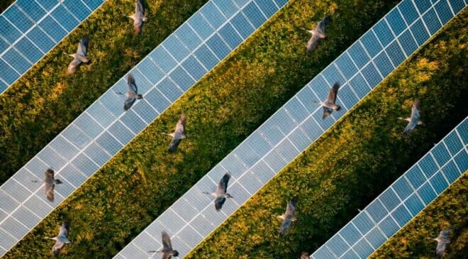 Researchers studying birds found solar panels catch their attention and can support up to three times more species than crops 8 birds flying over solar panels