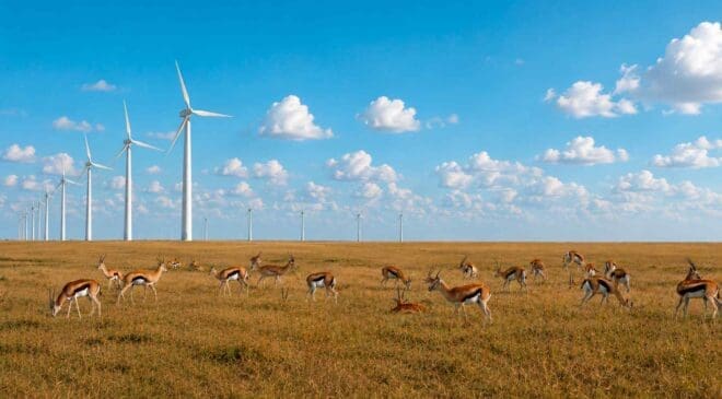 Antelopes had followed the same migration route for years until wind turbines appeared, and now scientists want to build a giant ‘zebra crossing’ for them 45 antelope graxing near wind turbines