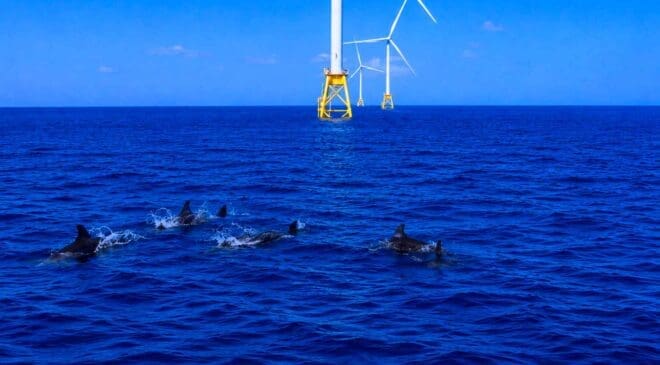 Denmark promised a quiet offshore wind farm, but before a single turbine was spinning, the noise had already driven porpoises away 6 porpoises swimming near offshore wind turbines