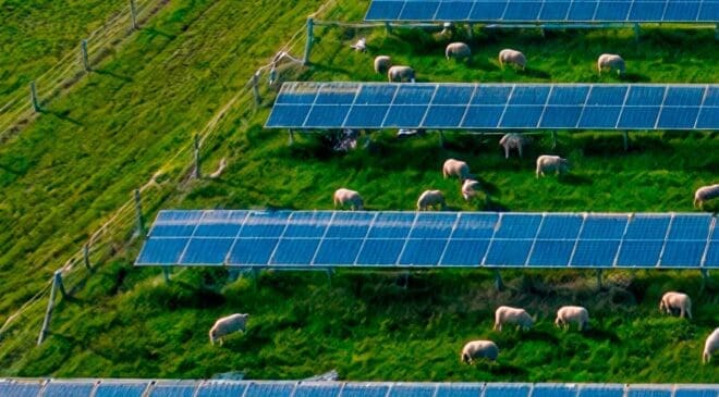 This solar plant couldn’t use machinery to clean its 700,000 panels, so 13,000 sheep were brought in, and now even the soil’s chemistry is beginning to change 42 Sheep grazing around solar panels