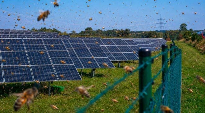 Bees kept dropping dead near this solar plant until researchers traced the mystery back to a tiny mite hiding in the soil 39 bees flying at solar plant