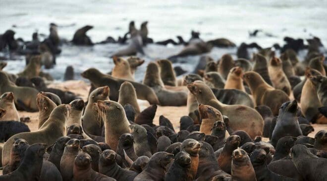 Two offshore wind farms turned into an unexpected hunting ground when seals began weaving through the turbines in eerie perfect square patterns 12 colony of seals