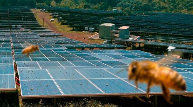 A solar plant started attracting insects for reasons no one expected, and in less than five years the number of bees there tripled 4 bees flying over solar plant