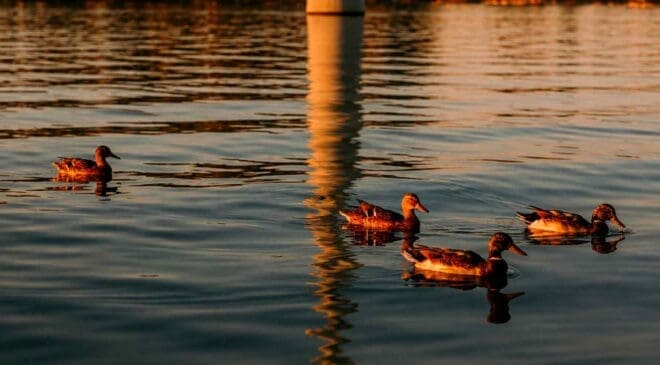 Denmark built a wind farm right in the path of migrating ducks, and what the birds did after dark was completely different 11 ducks swimming near offshore wind turbine