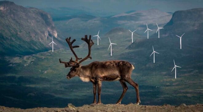 Europe nearly lost one of its most promising wind farms before it even began—all because a herd of reindeer refused to move 5 reindeer near giant wind farm