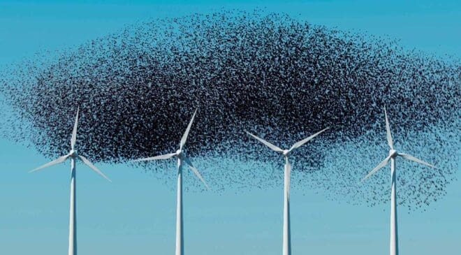 They expected birds to avoid this Belgian wind farm until more than 60,000 showed up and turned it into a mysterious meeting point no one can fully explain 15 swarm of birds flying near wind turbines