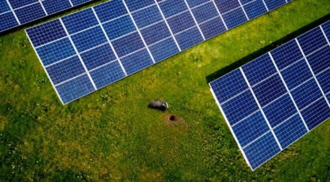 A 1,300-hectare solar power plant was operating at full capacity until a badger decided it was a good place to dig its burrow 17 badger burrowing near solar panels