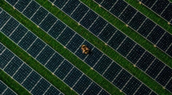 Red-tailed bumblebees were beginning to disappear until an unexpected refuge started appearing around solar plants 8 bumblebee above solar plant