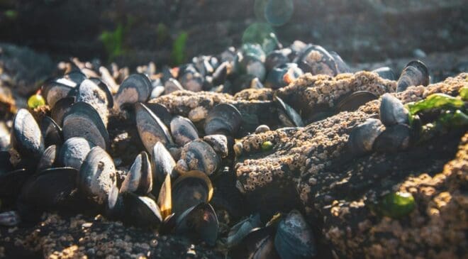 A wind farm rose in the middle of the sea, and mussels turned it into their favorite reef as the population exploded a hundredfold 43 Wind farms affecting mussels