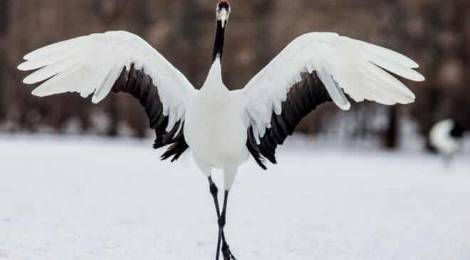 EDP strapped GPS cameras onto white storks to map the biodiversity risks hiding along Europe's migratory corridors 12 GPS tracking storks