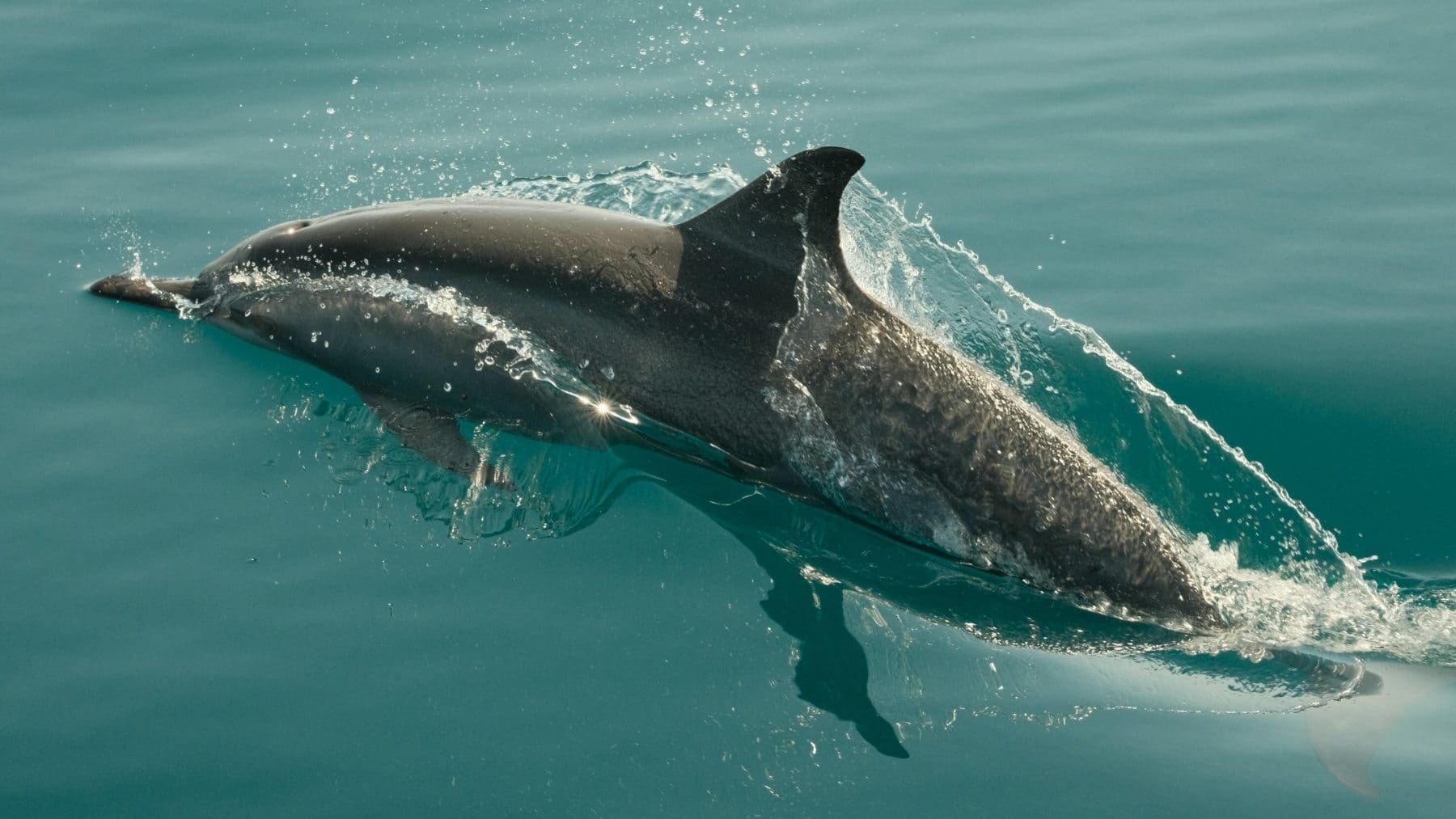 Vattenfall launches first controlled study on how harbor porpoises respond to electromagnetic fields from offshore wind cables 1 Porpoise