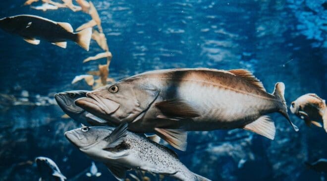 Vattenfall is installing fish ladders at its hydropower stations in Sweden and Finland to restore salmon migration routes blocked for decades 21 Salmon fish
