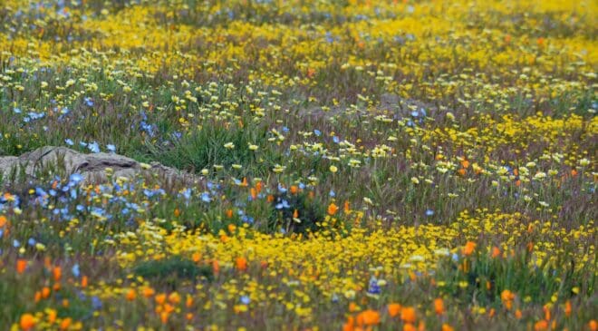 PG&E Corporation Foundation is now accepting applications for $500,000 in environmental stewardship grants across Northern and Central California 43 PG&E
