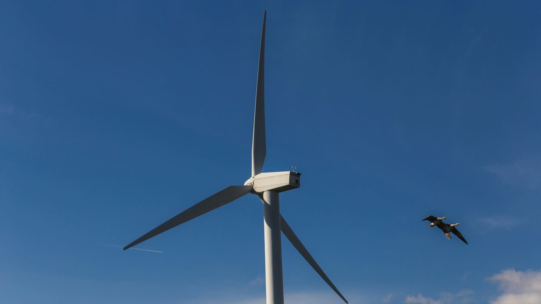 Minsait's thermal camera system slashed bat deaths at wind farms by 85% while keeping turbines running longer 1 thomas franke DLuGXwyVTdA unsplash 1