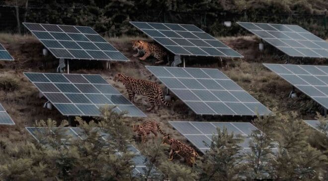 A family of wild tigers slipped into a solar farm, and cameras later spotted an unexpected animal following in their footsteps 8 1.A family of wild tigers slipped into a solar farm and cameras later spotted an unexpected animal following in their footsteps