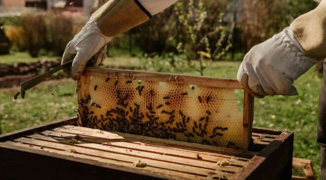 American beekeepers just reported losing 55% of their colonies in a single year, and researchers say the crisis is only getting harder to stop 16 beekeeper revealing bee colony in hive