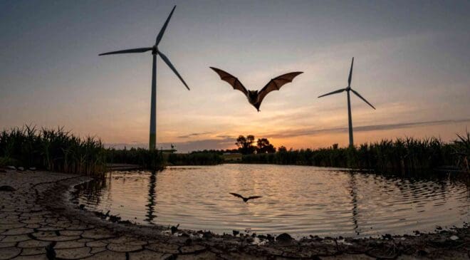 Bats just trying to get a drink keep finding wind turbines in the way and it could cost them their survival 12 13. INTERNAL Bats just trying to get a drink keep finding wind turbines in the way and it could cost them their survival