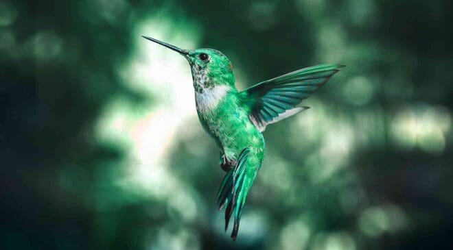 Researchers gave a tiny drone hummingbird wings that feel the wind and it may quietly reshape how we harvest energy from the air 15 19. INTERNAL Researchers gave a tiny drone hummingbird wings that feel the wind and it may quietly reshape how we harvest energy from the air