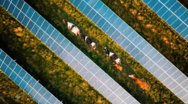 A solar plant in Tennessee "taught" its panels to duck to let cows pass each time they go to graze 38 cattle moving between solar panels