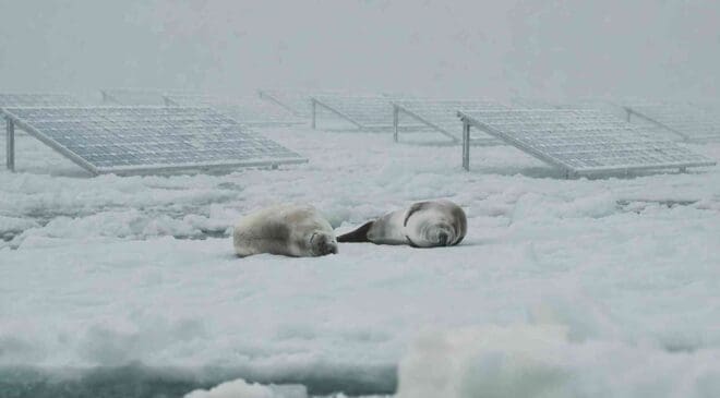 Scientists installed solar panels in Antarctica and soon received a visit from the southernmost mammal on Earth 6 seals resting near Antarctica solar panels
