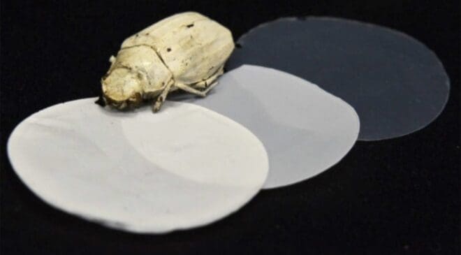 Researchers copied the scales of the world's whitest beetle into a ceramic that reflects nearly all sunlight and could slash building cooling costs forever 38 Cyphocilus beetle ultra white paint color 889x578 1