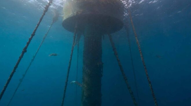 Four floating wind turbines were installed off Japan, and mysterious DNA samples revealed an unexpected sea creature gathering around them 49 floating wind turbine in Japan