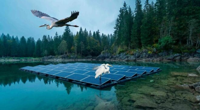 California scientists have discovered how to turn floating solar panels into ‘artificial islands’ for egrets—and even black-crowned night herons 28 floating solar panels egret heron