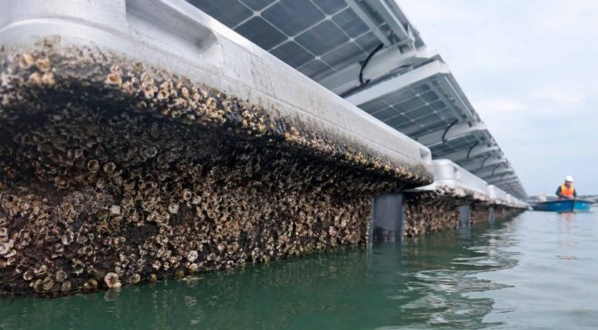 Singapore deployed 13,000 floating solar panels on 30,000 pontoons, and before long, thousands of barnacles had attached themselves like stowaways that were almost impossible to remove 43 floating solar panel covered with barnacles