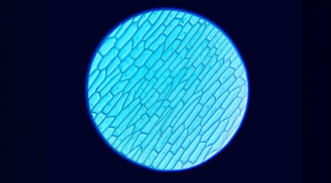 Tiny crystal seeds planted at the base of a solar cell quietly pushed large-area perovskite efficiency past a milestone researchers once thought was out of reach 2 11. INTERNAL Tiny crystal seeds planted at the base of a solar cell quietly pushed large—area perovskite efficiency past a milestone researchers once thought was out of reach