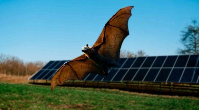 Bats are mysteriously disappearing after solar plants are built, and 19 sites have now recorded the same unexplained phenomenon 23 bat flying at a solar plant